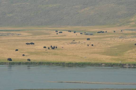 Manada de bisões no Yellowstone National Park, em Wyoming, nos Estados Unidos